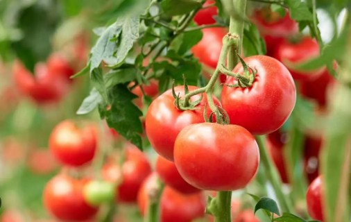 Klasifikasi Tanaman Tomat